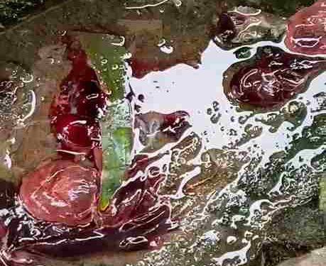 Gumpalan Daging Diduga Janin Ditemukan di Saluran Toilet Kampus FKIP UNA Minta Polisi Segera Mengusutnya