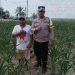 Polsek Serbelawan Lakukan Monitoring Lahan Pertanian Ketahanan Pangan Tanaman Jagung