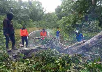 BPBD Bersama Tagana Dinas Sosial Pakpak Bharat Potong dan Bersihkan Pohon Besar yang Tutup Badan Jalan di Lae Gaman