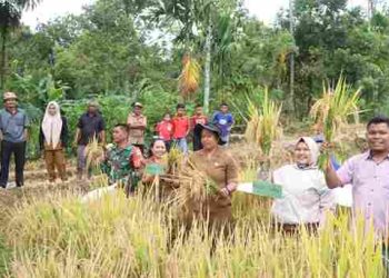 Wakil Bupati Panen Padi Bersama Warga Gunung Meriah