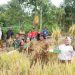 Wakil Bupati Panen Padi Bersama Warga Gunung Meriah