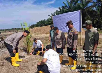 Dukung Ketahanan Pangan Polsek Tanah Jawa Tanam 50 Hektare Jagung di Lahan PTPN IV, Kebun Dolok Sinumbah