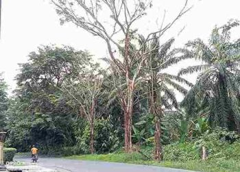 Pohon Lapuk di Simpang Rujak Serut Siumbut Baru Ancam Pengguna Jalan