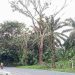 Pohon Lapuk di Simpang Rujak Serut Siumbut Baru Ancam Pengguna Jalan