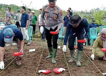 Penanaman Ketahanan Pangan Jagung Nasional, Polsek Bosar Maligas Sigap Penuh Semangat Dalam Pelaksanaannya