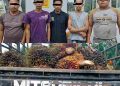 Bravo Kasat Reskrim Ringkus 5 Orang Pencuri TBS di Kebun PTPN 4 Dolok Sinumbah