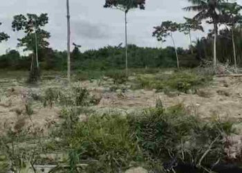 Puluhan Hektar Hutan Mangrove di Desa Teluk Pule Dalam Beralih Fungsi Ditanami Kelapa Sawit, Warga Minta Pelaku Ditangkap