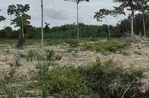 Puluhan Hektar Hutan Mangrove di Desa Teluk Pule Dalam Beralih Fungsi Ditanami Kelapa Sawit, Warga Minta Pelaku Ditangkap
