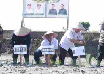 Dukung Program Swasembada Pangan, Pemkab Dairi dan PT Pupuk Indonesia Tanam Padi Bersama di Desa Lumban Toruan